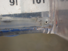 Thaleichthys pacificus
