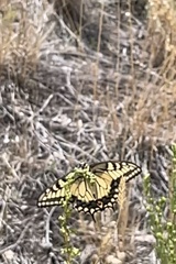 Papilio machaon oregonius