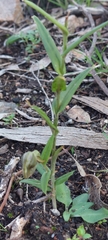 Pterostylis sanguinea