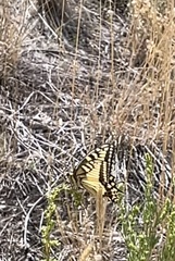 Papilio machaon oregonius