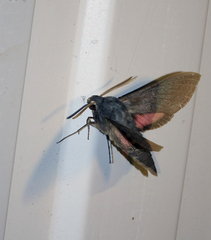 Hyles vespertilio