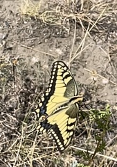 Papilio machaon oregonius