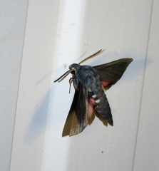 Hyles vespertilio