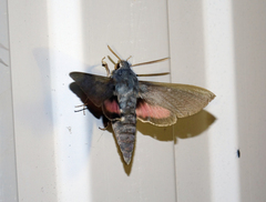 Hyles vespertilio