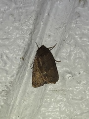 Pseudorthodes