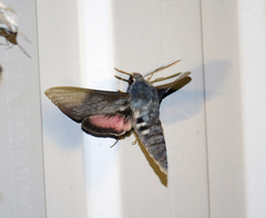 Hyles vespertilio