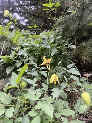 Clematis orientalis