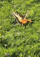Papilio machaon oregonius