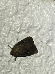 Pseudorthodes