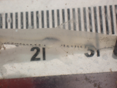 Thaleichthys pacificus
