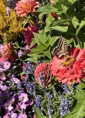 Papilio machaon oregonius