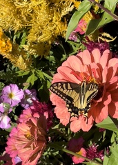 Papilio machaon oregonius