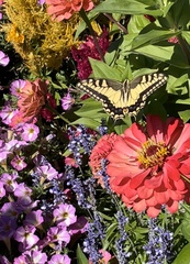 Papilio machaon oregonius