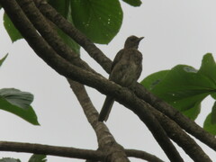 Turdus hauxwelli