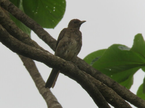 Hauxwell's Thrush (Turdus hauxwelli), photo 9