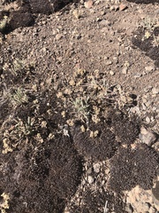 Ivesia aperta aperta