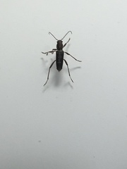 Xylotrechus sagittatus