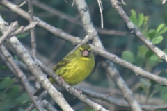 Crithagra scotops scotops