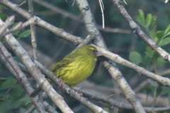 Crithagra scotops scotops