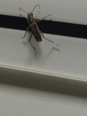 Xylotrechus sagittatus