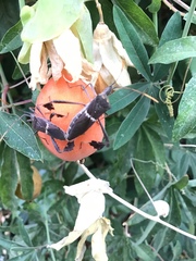 Leptoglossus zonatus