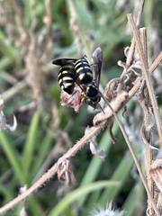 Bicyrtes insidiatrix