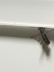 Xylotrechus sagittatus