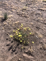 Eriogonum prociduum