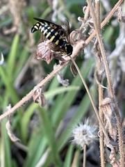 Bicyrtes insidiatrix