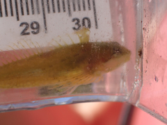 Clinocottus acuticeps