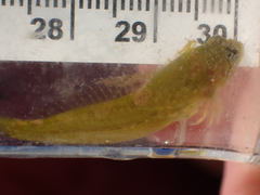 Clinocottus acuticeps