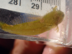 Clinocottus acuticeps