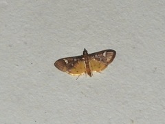 Cotachena