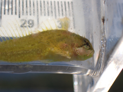 Clinocottus acuticeps