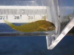 Clinocottus acuticeps