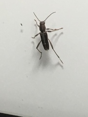 Xylotrechus sagittatus