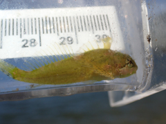 Clinocottus acuticeps