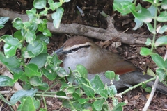 Tchagra tchagra caffrariae