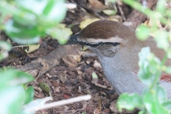 Tchagra tchagra caffrariae