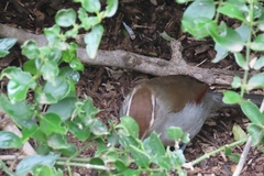 Tchagra tchagra caffrariae