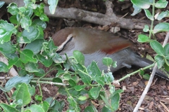 Tchagra tchagra caffrariae