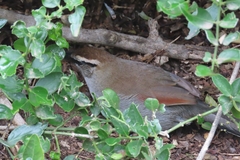Tchagra tchagra caffrariae