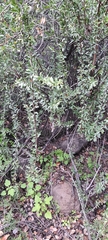 Muehlenbeckia hastulata