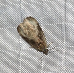 Olethreutes punctanum