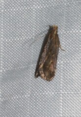 Dichomeris juncidella