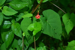 Ipomoea cholulensis