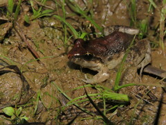 Leptodactylus petersii
