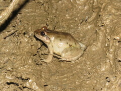 Leptodactylus intermedius