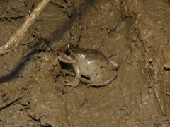 Leptodactylus intermedius