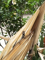 Calotes emma